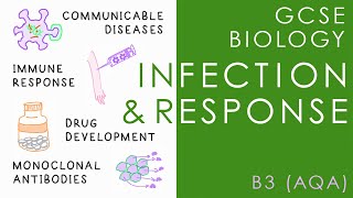 INFECTION amp RESPONSE  GCSE Biology AQA Topic B3 [upl. by Alleciram]