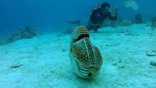 Palau Chambered Nautilus [upl. by Tran]