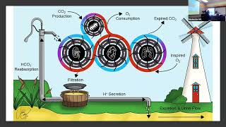 Integration of respiratory and renal responses to acute and chronic blood gas challenges  Dr Day [upl. by Aihsak]