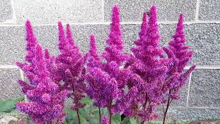 Astilbe A Beautiful LongLasting Shade Garden Plant [upl. by Moll]