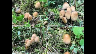 Glimmertintling Coprinellus micaceus Coprinus micaceus [upl. by Adiari]