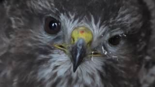 Gevonden aangereden buizerd met een scheel oog [upl. by Marc498]