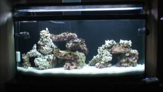 72g Bow Front Build Day 11 quotchange in aquascapequot [upl. by Greeson]