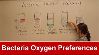 Bacteria Oxygen Requirements [upl. by Kean]