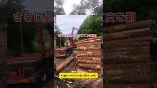 造材とは？？？shortstreeremoval伐倒伐採皆伐間伐アーボリストarboristチェンソーgergajimesinexcavatorduniaexcavator [upl. by Ninnetta]