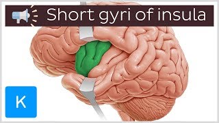 Short gyri of insula  Anatomical Terms Pronunciation by Kenhub [upl. by Enyale]