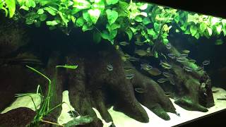 Lefini River Aquarium  Congo drainage Phenacogrammus aurantiacus [upl. by Anirres]