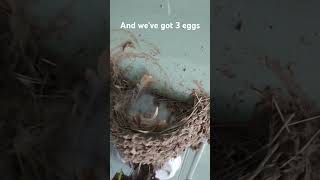 Return of the Barn Swallows day 8 🥚🥚🥚 regenerativeagriculture backyardnature [upl. by Kosel]