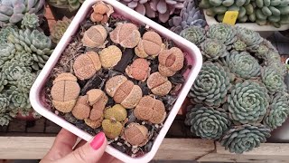 SUCESSO Cultivo PERFEITO de LITHOPS [upl. by Bensen]