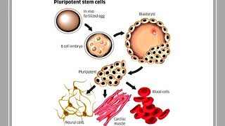 Histology of Stem Cells [upl. by Nallaf]