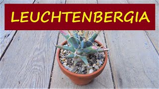 Leuchtenbergia principis 🌵🌵🌵 [upl. by Cida]