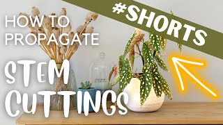 How to Make Begonia Stem Cuttings  shorts [upl. by Amle]