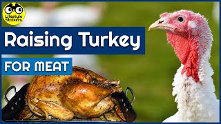 Raising Turkey for Meat  MUST KNOW  Beginners Guide [upl. by Areid]