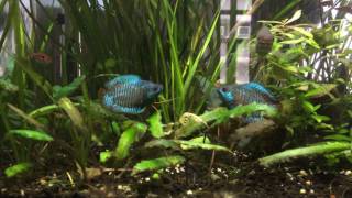 Dwarf Gouramis Fighting [upl. by Ahsienyt]