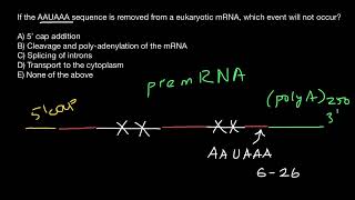 mRNA processing AAUAAA sequence significance [upl. by Arissa]