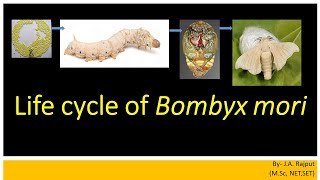 Life cycle of Bombyx mori lSYBScl [upl. by Nedle208]