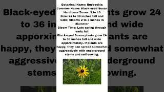 A Little Information about the Black Eyed Susan Rudbeckia Plant shorts [upl. by Elna]