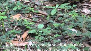 La culture du Desmodium en Guyane selon le principe de lagroforesterie [upl. by Mychael]