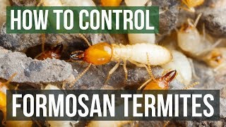 How to Control Formosan Termites [upl. by Kellda]