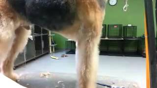 Grooming a pet Airedale Terrier [upl. by Nesnaj988]