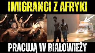 UKRAINIEC Poszukiwany W Sprawie Gazociągu Nord Stream  Imigranci Z Afryki Pracują W Białowieży [upl. by Dola]