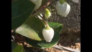 Plant portrait  Wintergreen Gaultheria procumbens [upl. by Nibot]