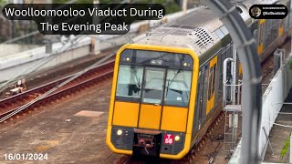 Woolloomooloo Viaduct During The Evening Peak [upl. by Lrad269]