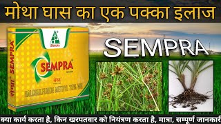 Sempra herbicide Dhanuka Sempra herbicide मोथा घास का एक इलाज सेम्प्रा Halosulfuron Methyl 75 WG [upl. by Enahpets]