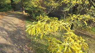 Gleditsia triacanthos Sunburst dřezovec trojtrnný [upl. by Meaghan306]