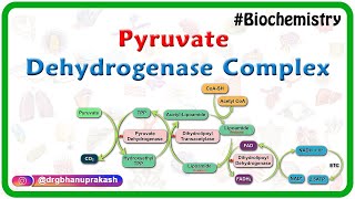 Pyruvate dehydrogenase complex  Animation   Mechanism  Regulation and inhibitors  USMLE Step 1 [upl. by Lohner]