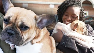 Stolen French Bulldog Reunites With Owner After Robbery [upl. by Assenaj]