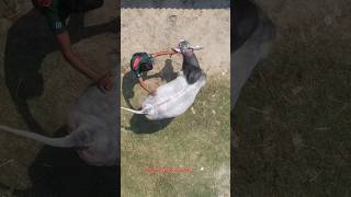 BIGGEST COW OF 2024 🔥 DRONE VIEW FROM KHAN DAIRY FARM GOLBARI viralvideo shorts reels trending [upl. by Alisander]