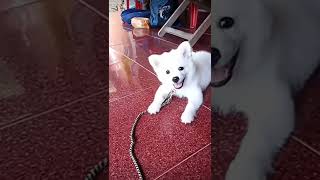 cute baby Indian spitz puppy barking🐕🐶😍❤ beautiful puppy🐕🐶😍❤ happy puppy trending viral shorts [upl. by Venditti]