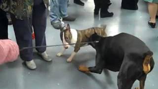 Doberman playing with Mini Bull Terrier [upl. by Fullerton677]