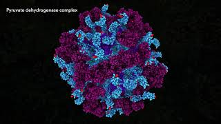 Pyruvate Dehydrogenase Complex 2021 Drew Berry wehitv [upl. by Glynn]