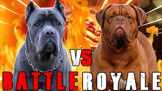 Cane Corso vs French Mastiff  Cane Corso vs Dogue De Bordeaux  Powerful Guard Dog  Billa Boyka [upl. by Aivatnohs525]