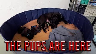 THE PUPS ARE HERE  Brindle Pitbull Puppies [upl. by Perkoff875]