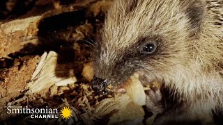 Hedgehogs Will Travel Great Distances at Night for a Meal  Into The Wild New Zealand  Smithsonian [upl. by Notsyrb]