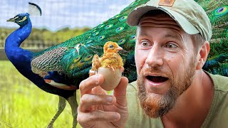 We Finally Hatched Baby Peachicks from our Peacocks [upl. by Esiuolyram876]