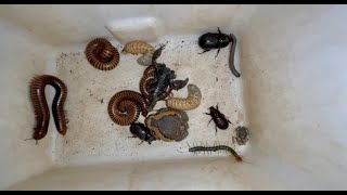 One Scary Centipede Captured with Black Scorpion  Giant Yellow Millipedes and Small White Millipede [upl. by Ikin370]