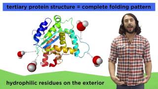 Protein Structure [upl. by Kendre]