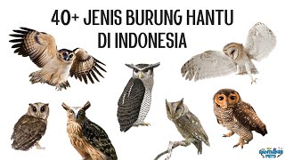 40 Jenis Burung Hantu di Indonesia [upl. by Enaols775]