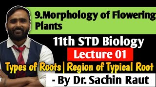 Nodes and Internodes  Stem Morphology class 11 Biology biology2023 morphology plants [upl. by Quartas]