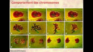 Mitose et reproduction conforme [upl. by Etteroma]