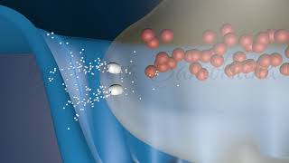 Neuromuscular Transmission [upl. by Etyam]