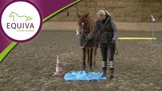 Bodenarbeit  Gelassenheitstraining mit dem Pferd [upl. by Tennek]