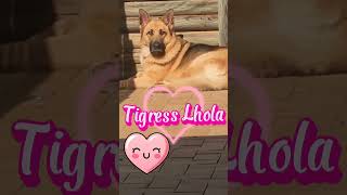 Subscribe to tigress lhola germanshepherd ytpets shortsfeed dog [upl. by Banerjee]