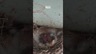 Return of the Barn Swallows  Day 25 The babies have hatched backyardnature regenerativeag [upl. by Fotina]