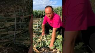 Modern Agricultural Technique  Essential Things for Corn Farming shorts satisfying farming [upl. by Aliab]