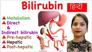 Bilirubin metabolism in hindi  Direct amp Indirect Bilirubin  Prehepatic  Hepatic  Posthepatic [upl. by Belloir]